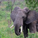 Elephant-Kruger-Park