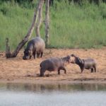 Kruger-National-Park-01